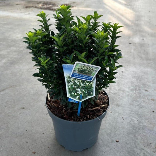 Euonymus fortunei 'Paloma Blanca' 9cm/1.5L/2L. - plants - express.com