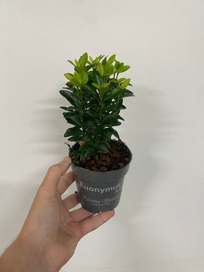Euonymus fortunei 'Paloma Blanca' 9cm/1.5L/2L. - plants - express.com