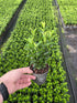 9cm 20-30cm height inc growers pot)