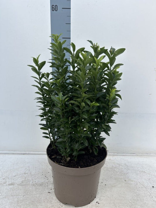 Euonymus japonicus Green Spire - Evergreen Foliage for Containers & Hedges - plants - express.com