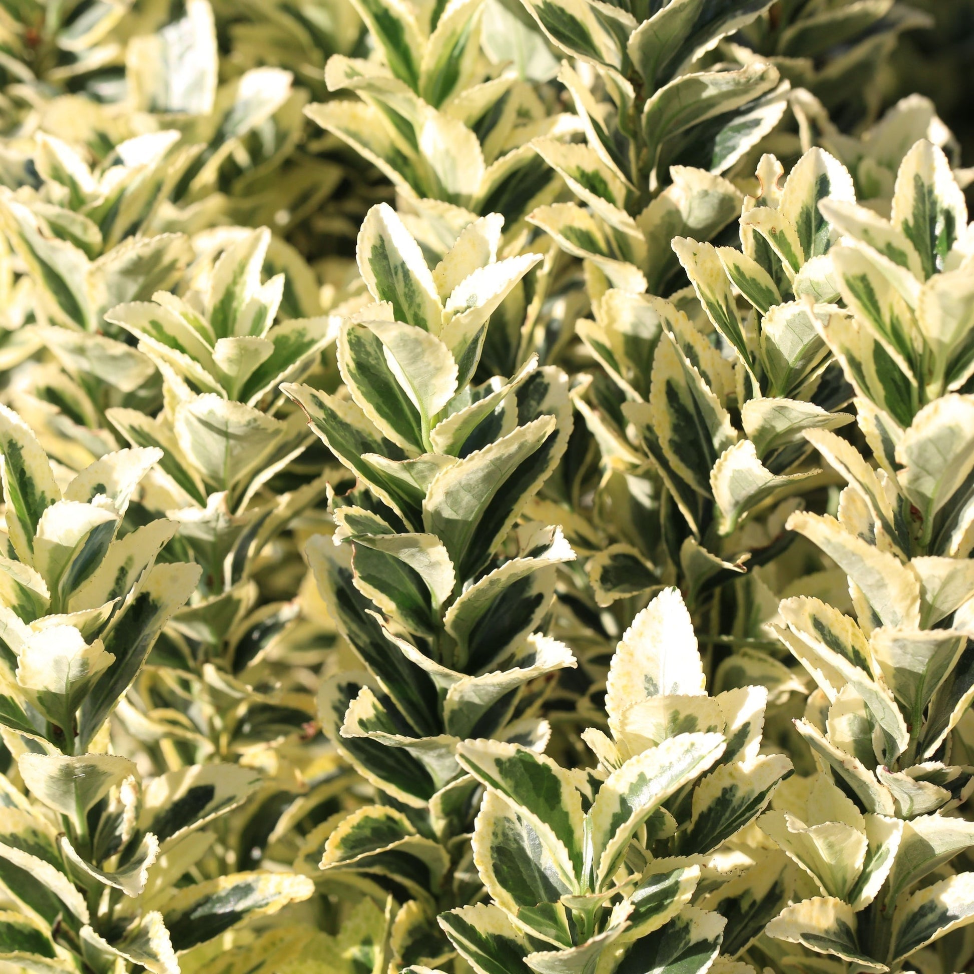 Euonymus japonicus 'White Spire' 9cm - 5L. - plants - express.com