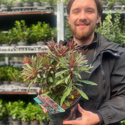 Euphorbia 'Miners Merlot' 3L - plants - express.com
