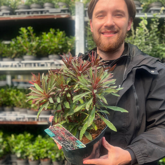 Euphorbia 'Miners Merlot' 3L - plants - express.com