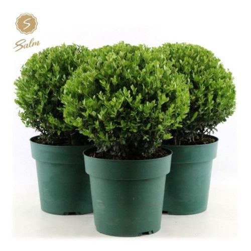 Evergreen Ilex crenata 'Jenny' - Compact, Hardy Shrub with Year - Round Charm - plants - express.com