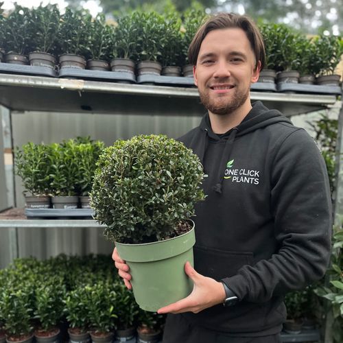 Evergreen Ilex crenata 'Jenny' - Compact, Hardy Shrub with Year - Round Charm - plants - express.com