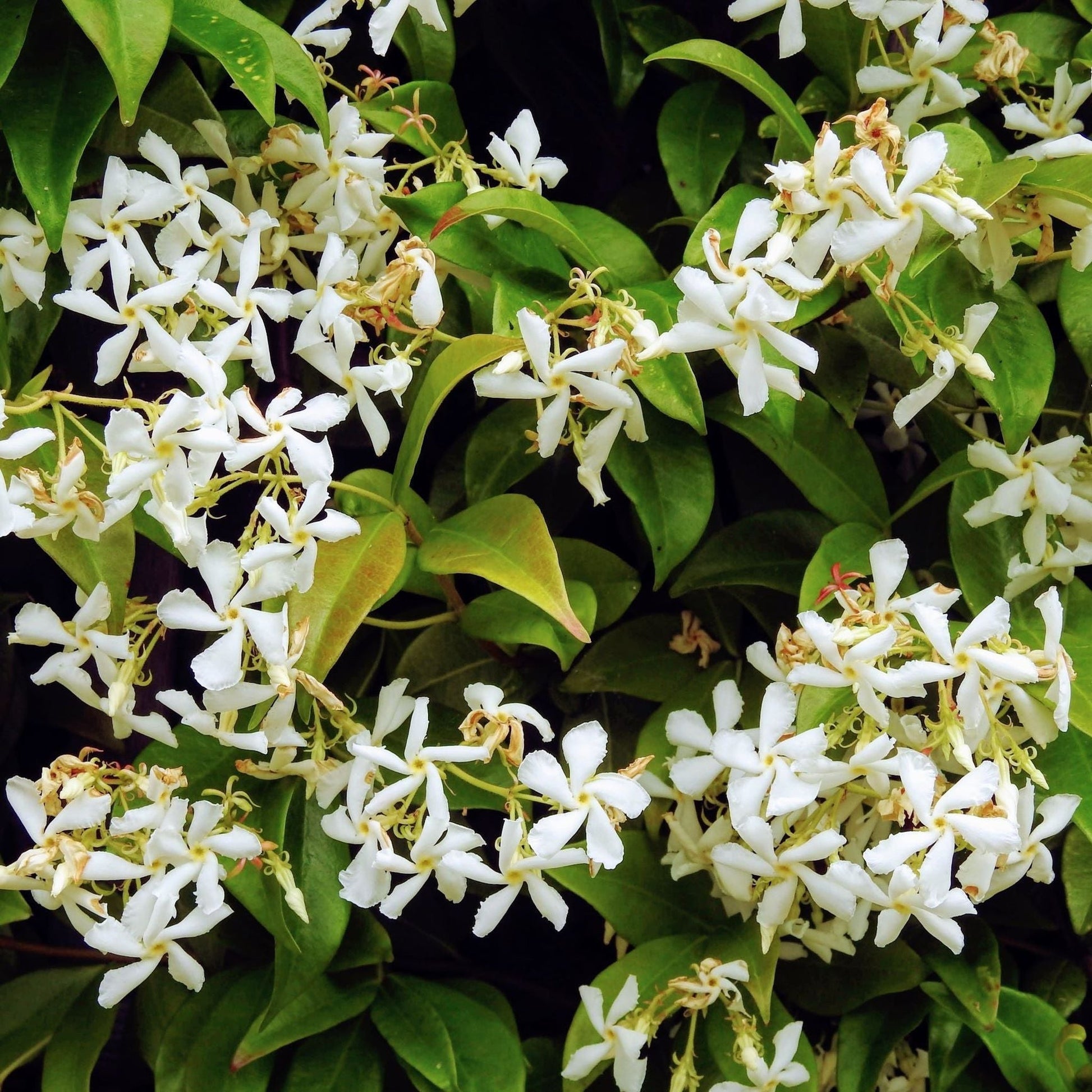 Evergreen Star Jasmine | Trachelospermum jasminoides | Climber - plants - express.com