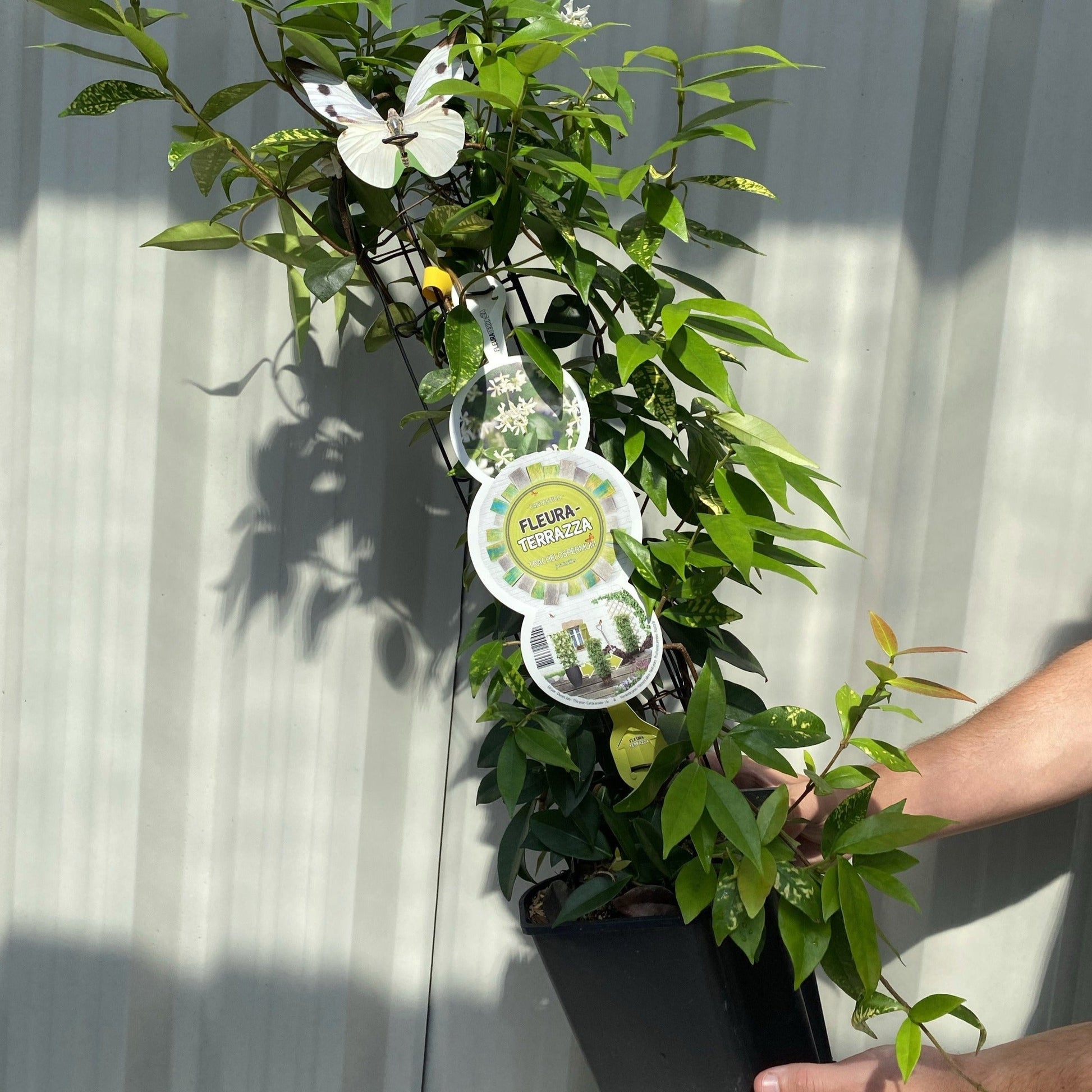 Evergreen Star Jasmine | Trachelospermum jasminoides | Climber - plants - express.com