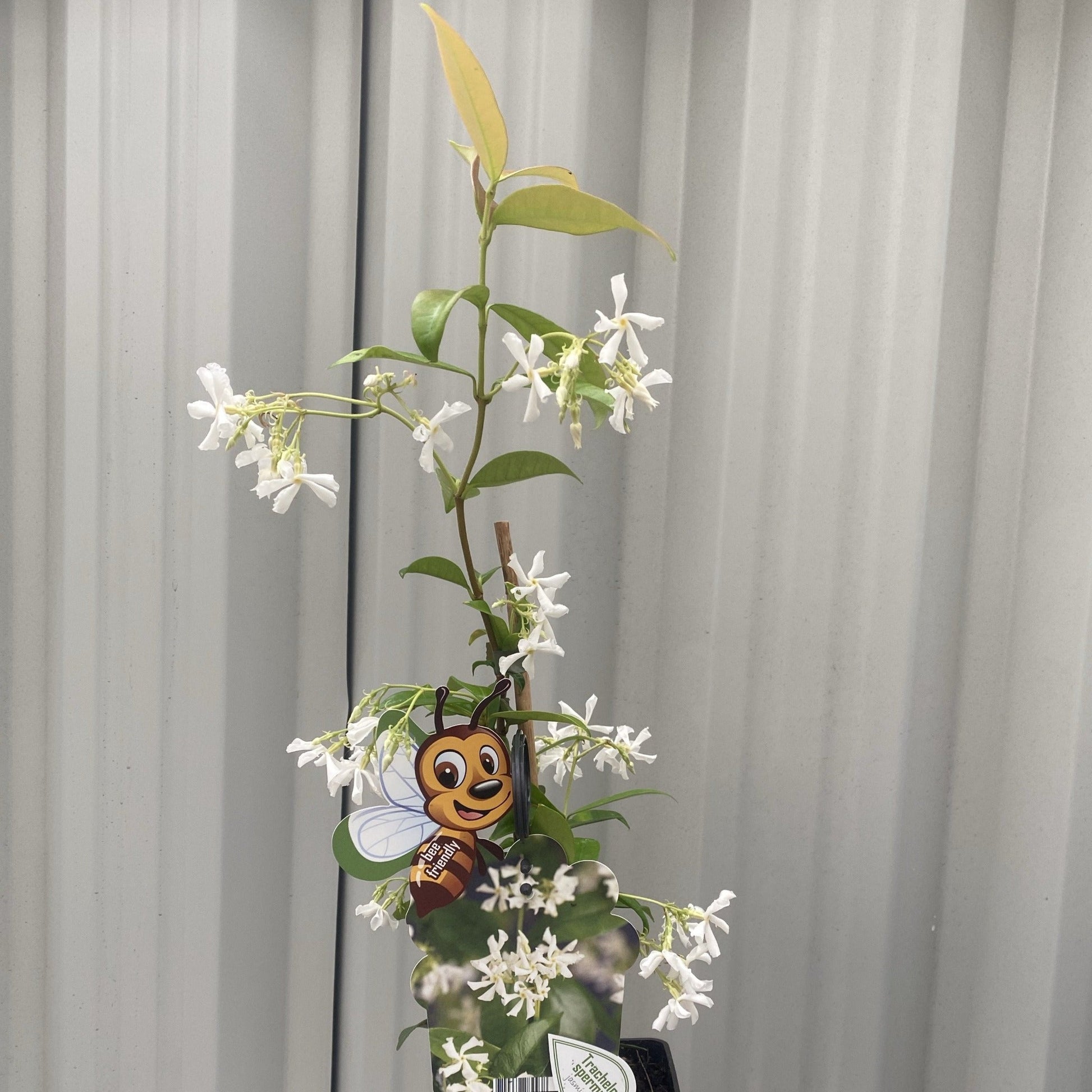 Evergreen Star Jasmine | Trachelospermum jasminoides | Climber - plants - express.com