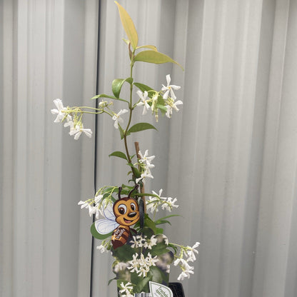 Evergreen Star Jasmine | Trachelospermum jasminoides | Climber - plants - express.com