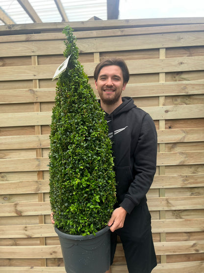 Evergreen Topiary Cone - Elegant Buxus Sempervirens for Timeless Gardens - plants - express.com
