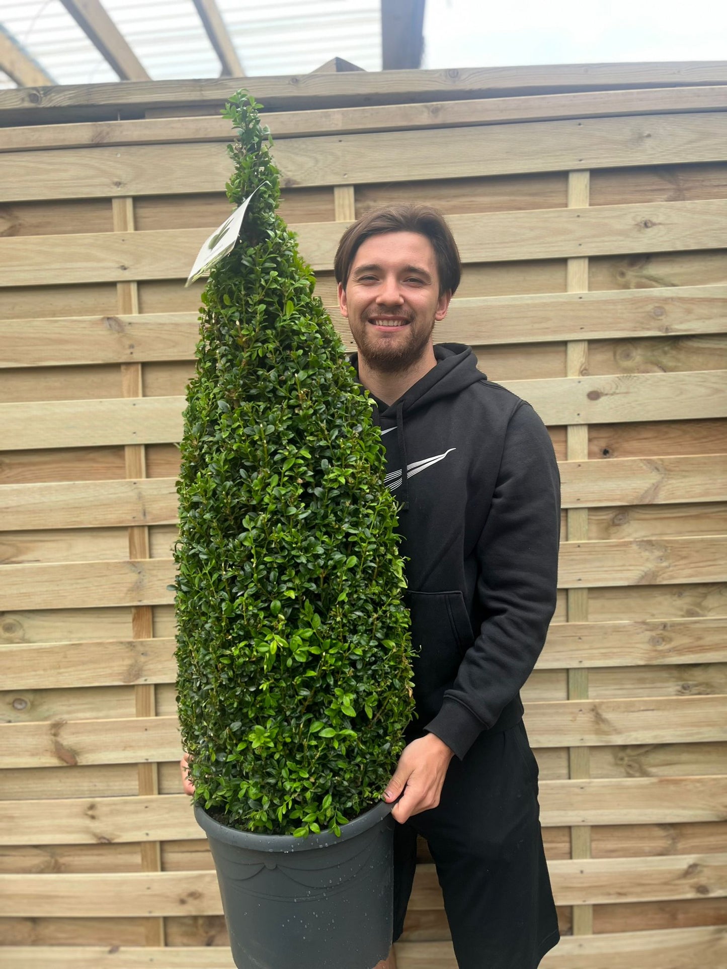 Evergreen Topiary Cone - Elegant Buxus Sempervirens for Timeless Gardens - plants - express.com