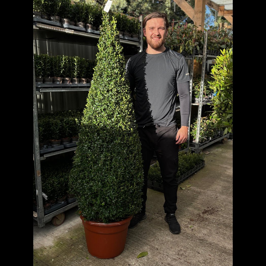Evergreen Topiary Cone - Elegant Buxus Sempervirens for Timeless Gardens - plants - express.com