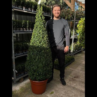Evergreen Topiary Cone - Elegant Buxus Sempervirens for Timeless Gardens - plants - express.com