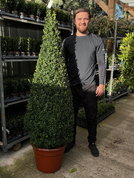 Evergreen Topiary Cone - Elegant Buxus Sempervirens for Timeless Gardens - plants - express.com