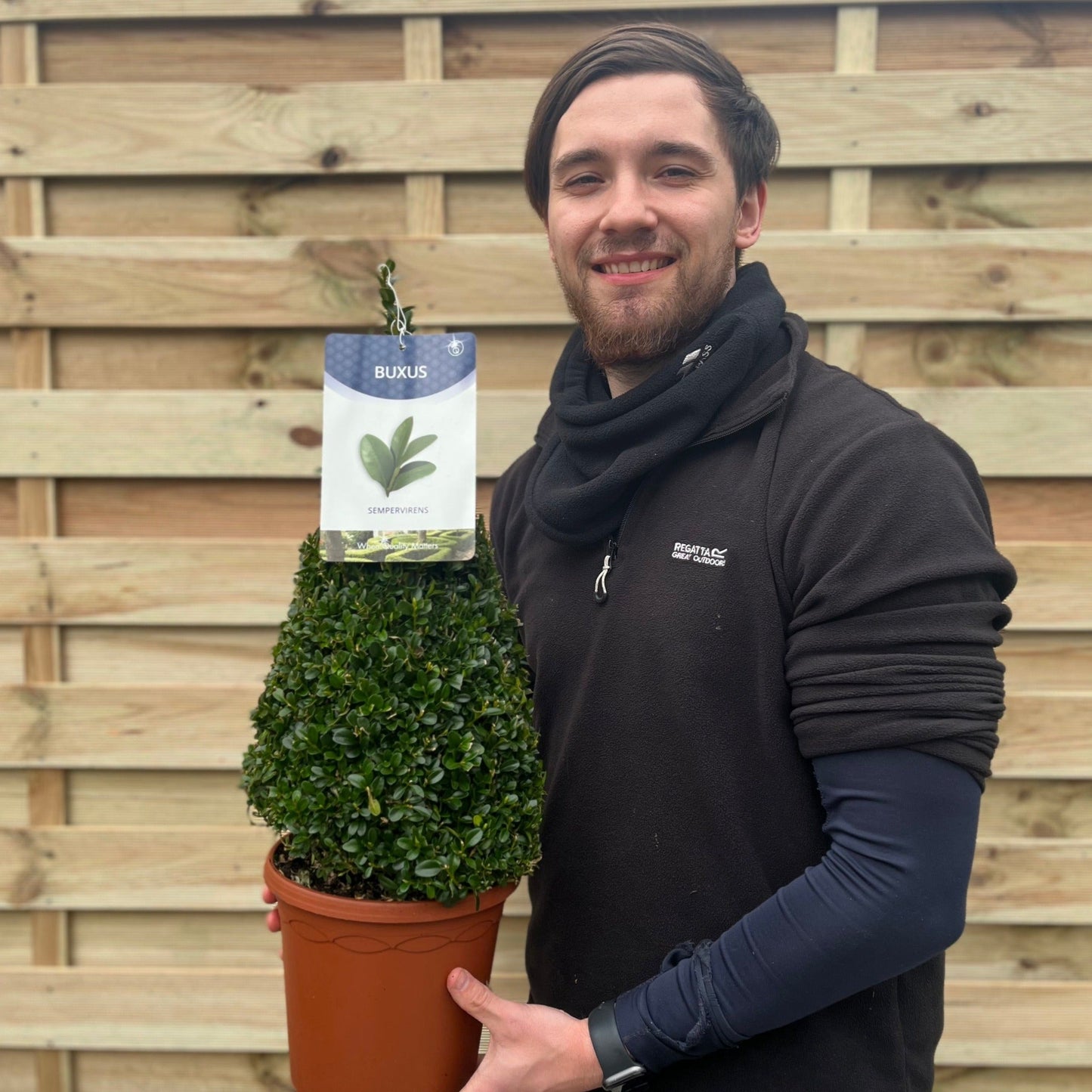 Evergreen Topiary Cone - Elegant Buxus Sempervirens for Timeless Gardens - plants - express.com