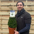 3L (55-60cm including pot)