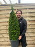 12L (115-120cm including pot)