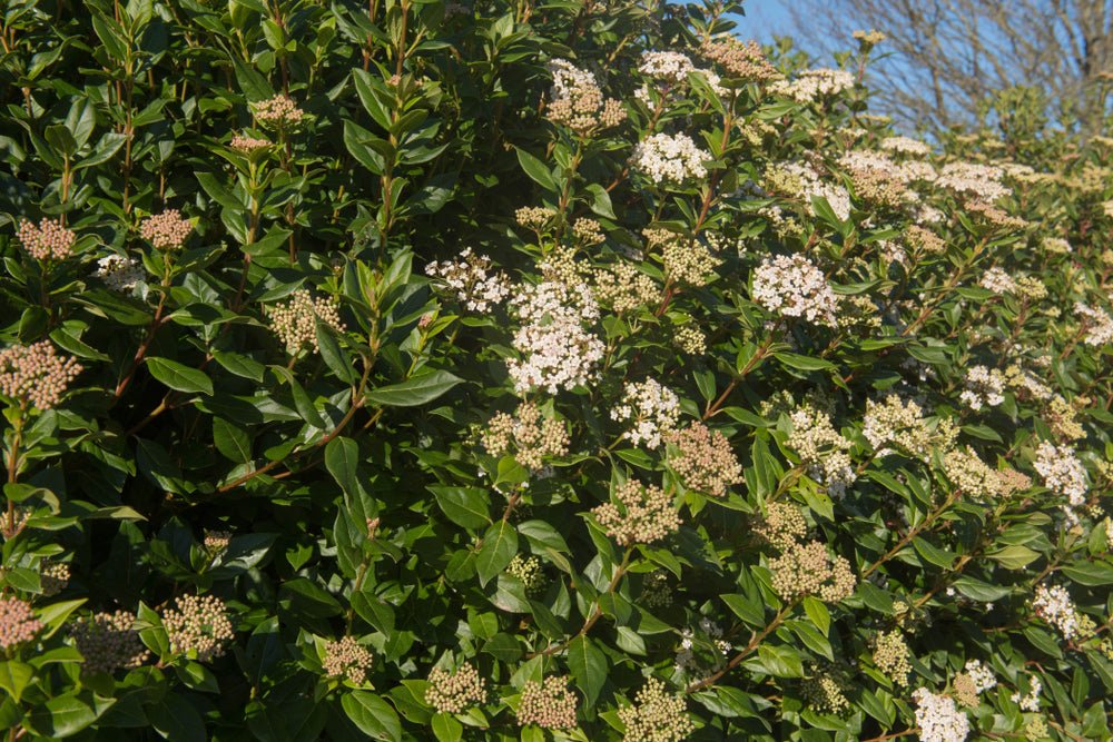 Evergreen Viburnum 'Eve Price' - Year - Round Blooms & Berries, RHS Award Winner! - plants - express.com