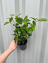 9cm Pot