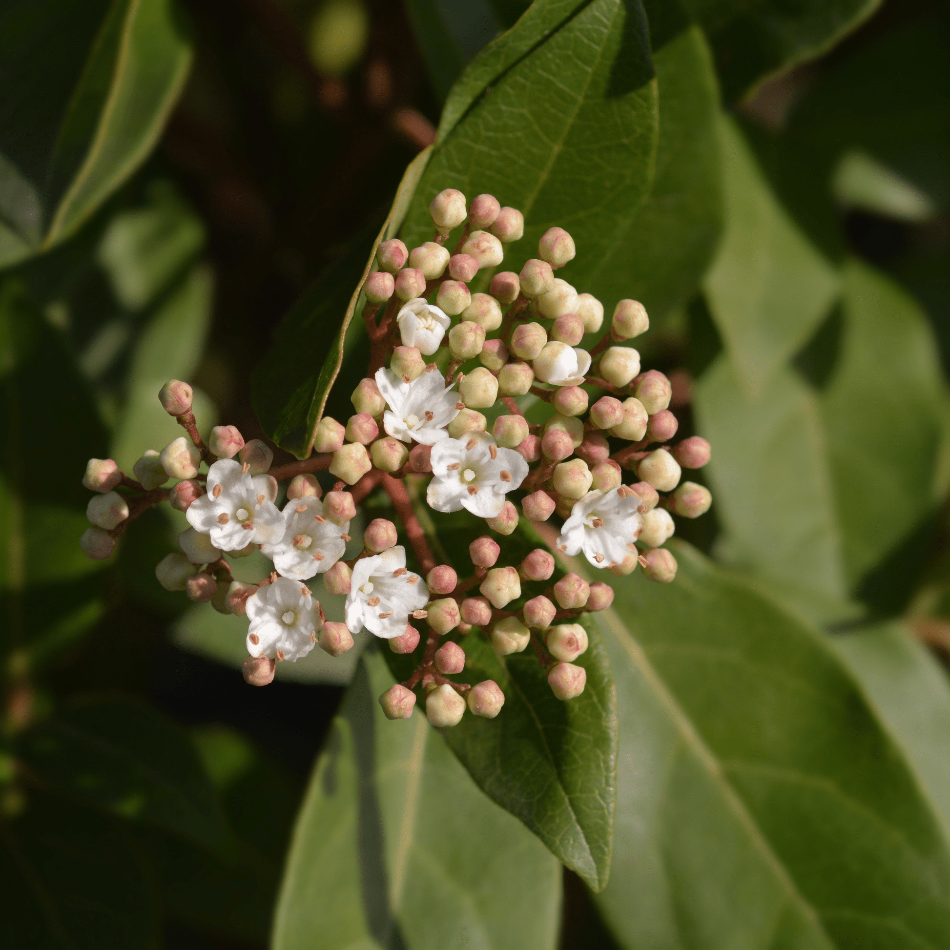 Evergreen Viburnum 'Eve Price' - Year - Round Blooms & Berries, RHS Award Winner! - plants - express.com