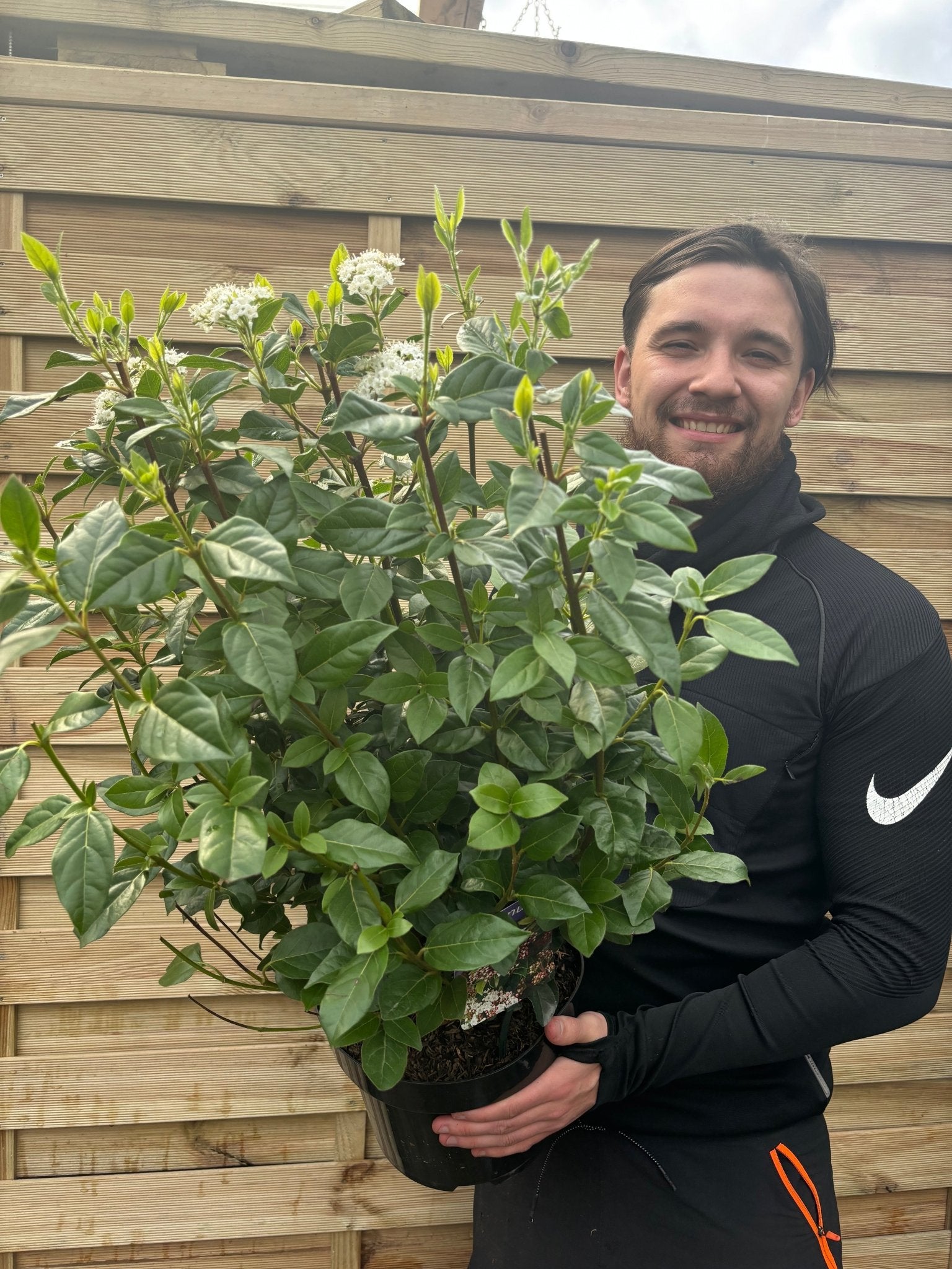 Evergreen Viburnum 'Eve Price' - Year - Round Blooms & Berries, RHS Award Winner! - plants - express.com