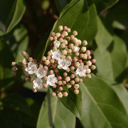 Evergreen Viburnum 'Eve Price' - Year - Round Blooms & Berries, RHS Award Winner! - plants - express.com