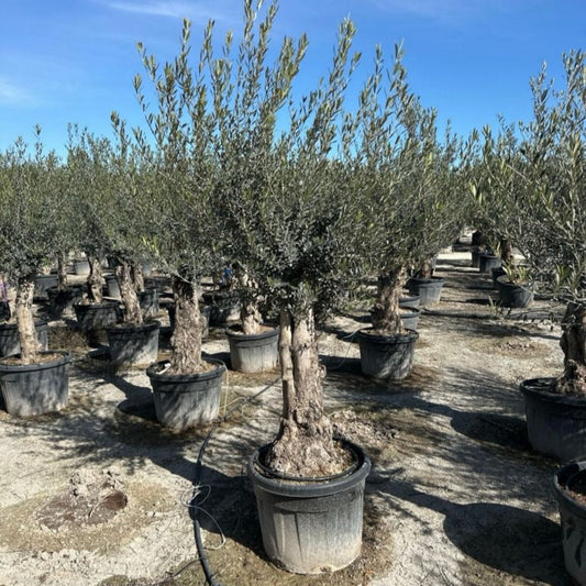 Exquisite 110L Mature Olive Bonsai Tree - Lollipop Shape, 220 - 240cm Height - plants - express.com