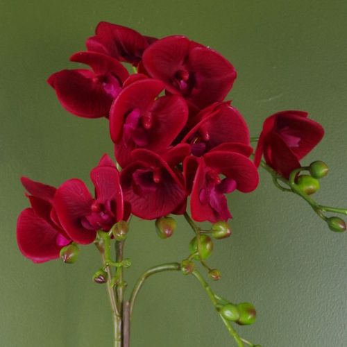 Exquisite 50cm Dark Red Phalaenopsis Orchid in Elegant Golden Honeycomb Pot - plants - express.com
