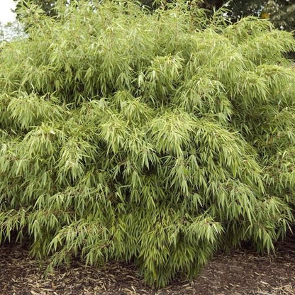 Fargesia Rufa 'Woody Bamboo' - Hardy & Fast - Growing, Great Multibuy Savings! - plants - express.com