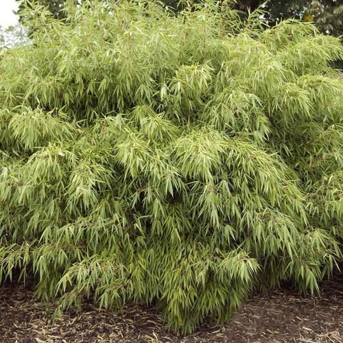 Fargesia Rufa 'Woody Bamboo' - Hardy & Fast - Growing, Great Multibuy Savings! - plants - express.com