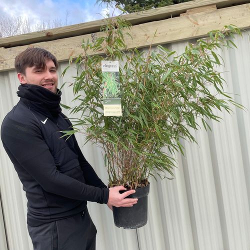 Fargesia Rufa 'Woody Bamboo' - Hardy & Fast - Growing, Great Multibuy Savings! - plants - express.com
