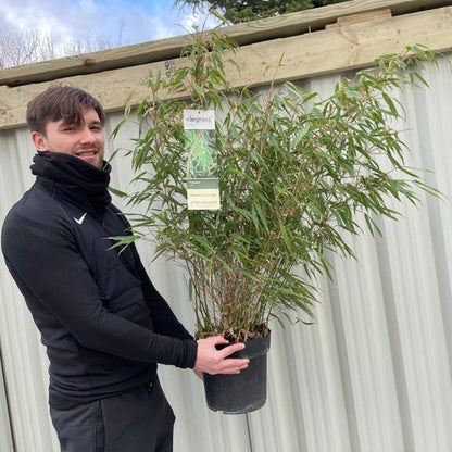 Fargesia Rufa 'Woody Bamboo' - Hardy & Fast - Growing, Great Multibuy Savings! - plants - express.com