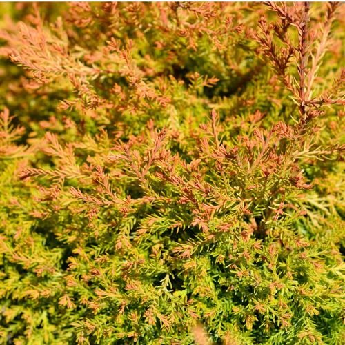 Fire Chief Thuja - Stunning Dwarf Evergreen Shrub | Pre - Order for March 2025 - plants - express.com