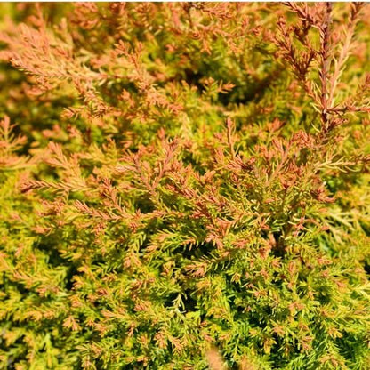 Fire Chief Thuja - Stunning Dwarf Evergreen Shrub | Pre - Order for March 2025 - plants - express.com