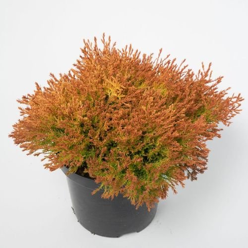 Fire Chief Thuja - Stunning Dwarf Evergreen Shrub | Pre - Order for March 2025 - plants - express.com