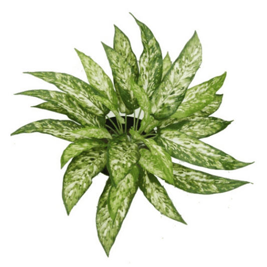 Fire Retardant 45cm Artificial Aglaonema Bush - Vibrant Greenery, No Maintenance! - plants - express.com