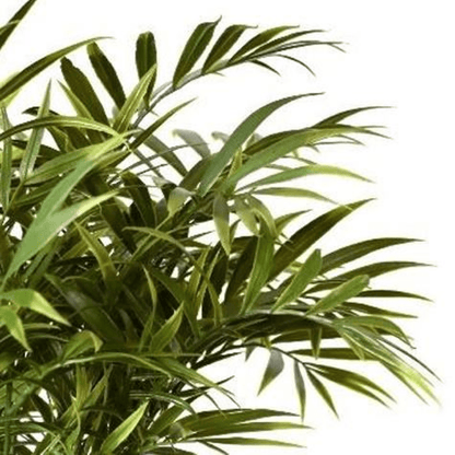 Fire Retardant Artificial Palm Tree Stems - Set of 6, 40cm Chic Decor - plants - express.com