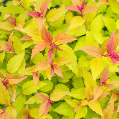 Firelight Spirea: Pink Blooms May–Sept, 1L/2L Pot - plants - express.com