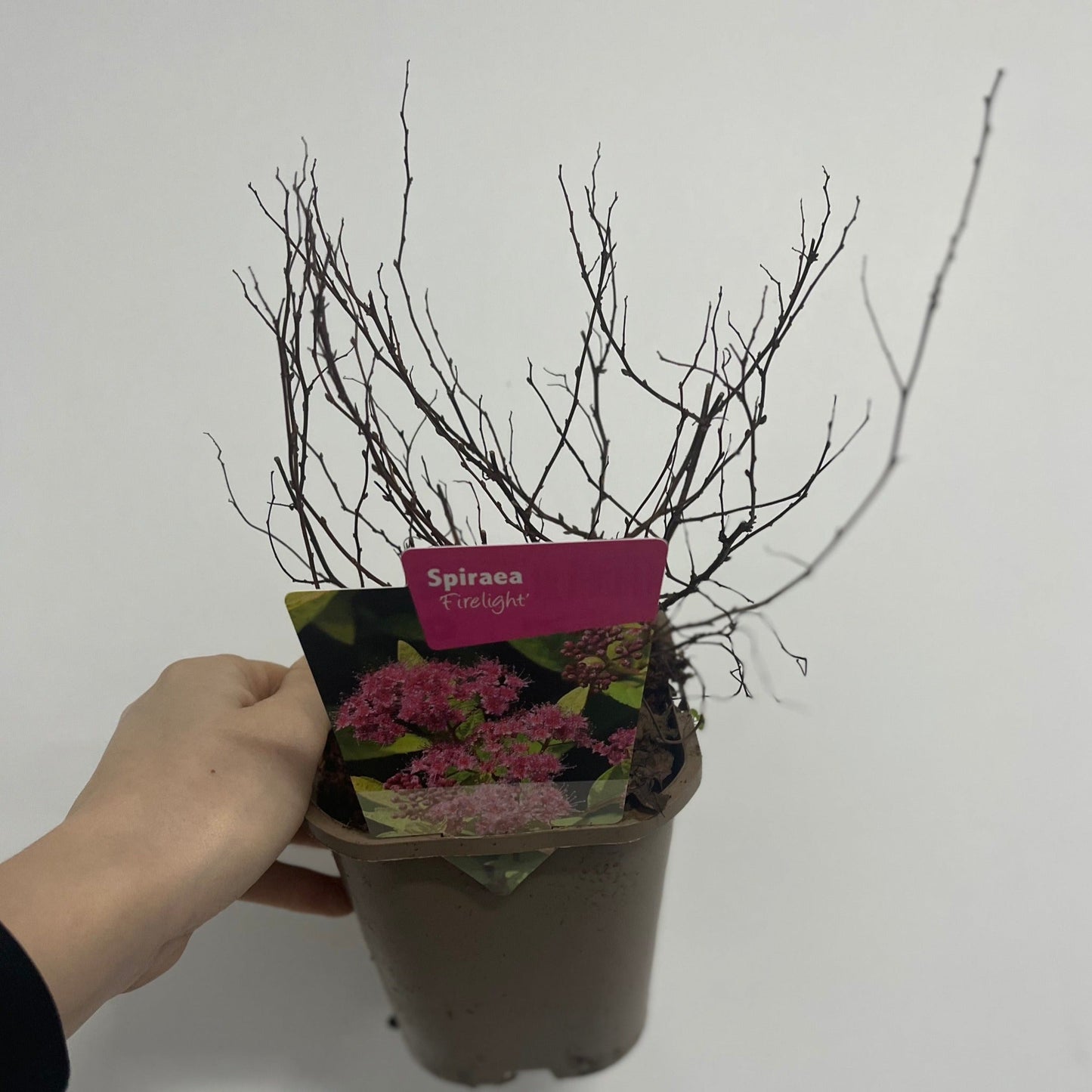 Firelight Spirea: Pink Blooms May–Sept, 1L/2L Pot - plants - express.com