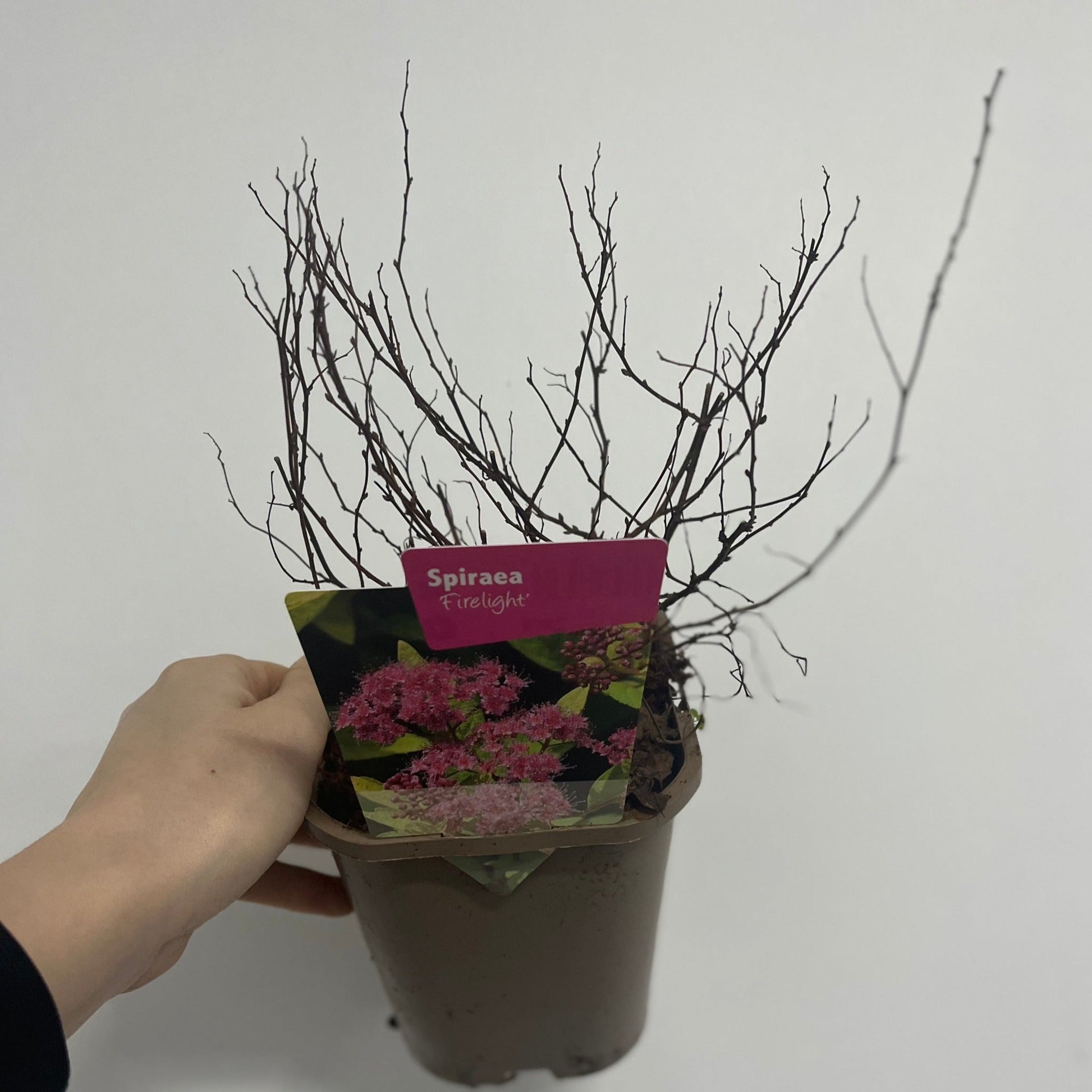 Firelight Spirea: Pink Blooms May–Sept, 1L/2L Pot - plants - express.com