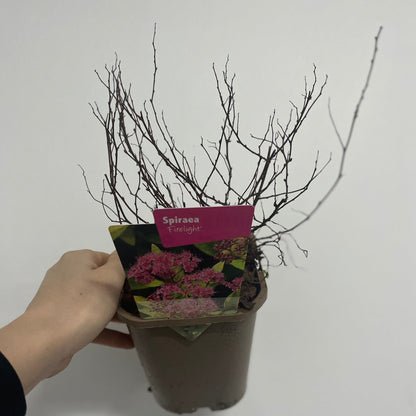 Firelight Spirea: Pink Blooms May–Sept, 1L/2L Pot - plants - express.com