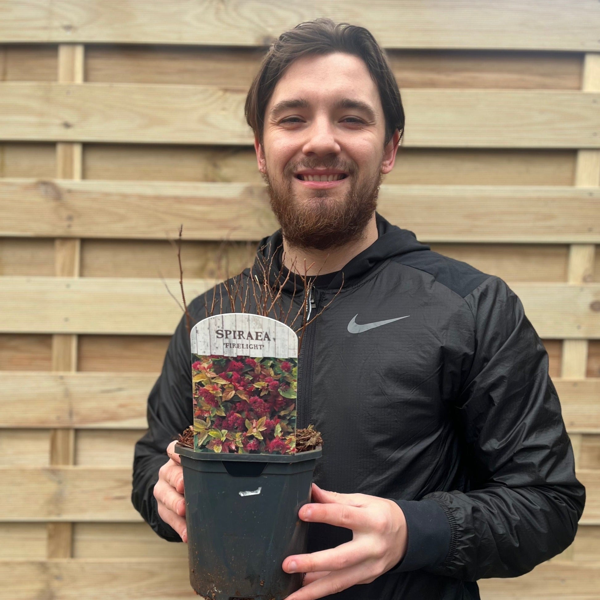 Firelight Spirea: Pink Blooms May–Sept, 1L/2L Pot - plants - express.com