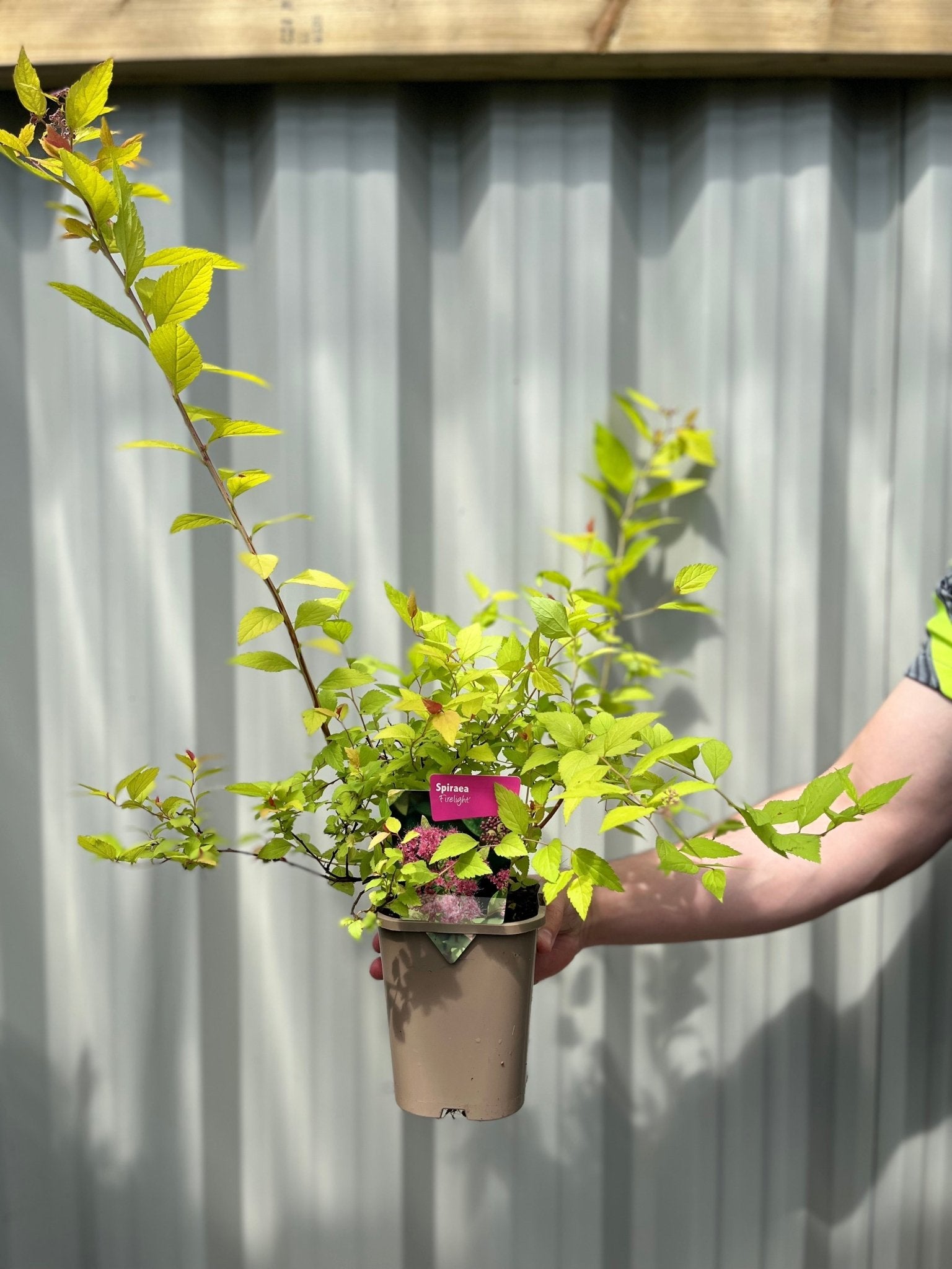 Firelight Spirea: Pink Blooms May–Sept, 1L/2L Pot - plants - express.com