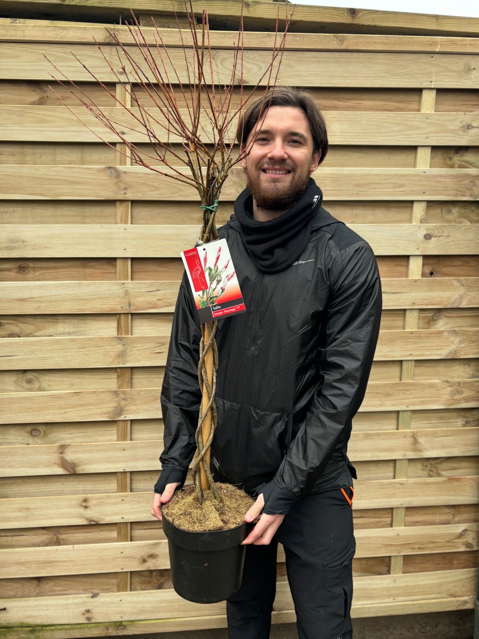 Flamingo Dwarf Willow Tree 'Hakuro - Nishiki' - Braided Beauty for Your Garden - plants - express.com
