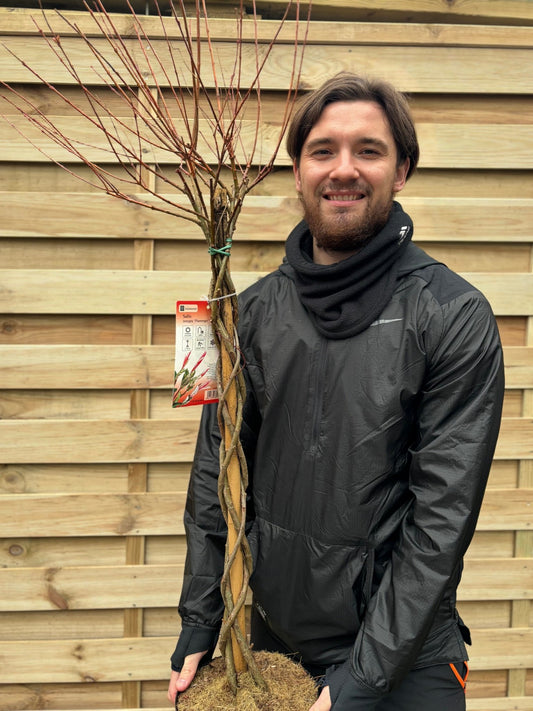 Flamingo Dwarf Willow Tree 'Hakuro - Nishiki' - Braided Beauty for Your Garden - plants - express.com