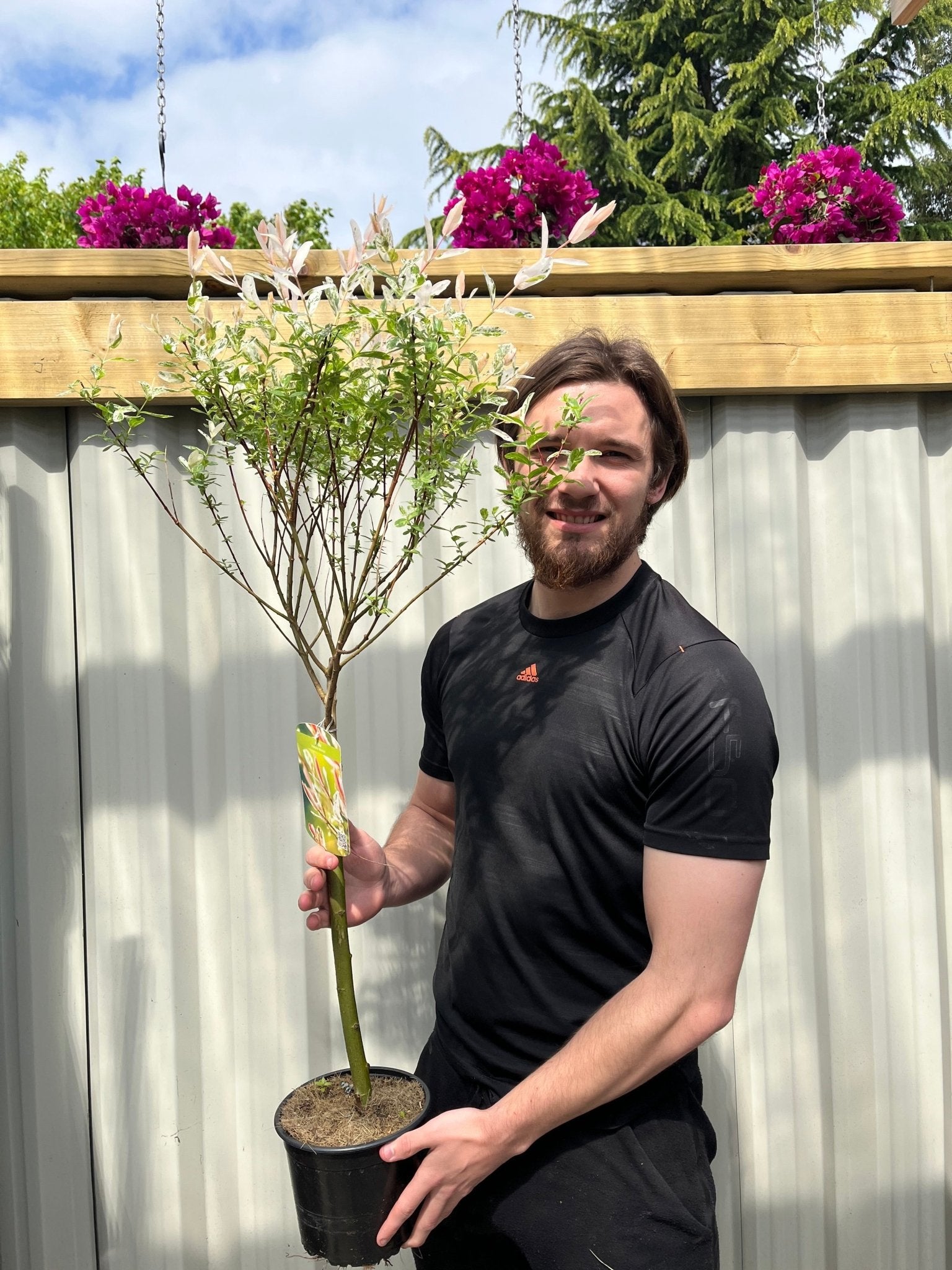 Flamingo Dwarf Willow Tree - Vibrant Pink & Creamy White Variegated Beauty - plants - express.com