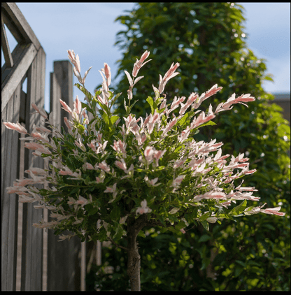 Flamingo Dwarf Willow Tree - Vibrant Pink & Creamy White Variegated Beauty - plants - express.com