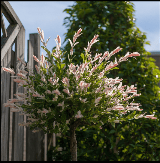 Flamingo Dwarf Willow Tree - Vibrant Pink & Creamy White Variegated Beauty - plants - express.com