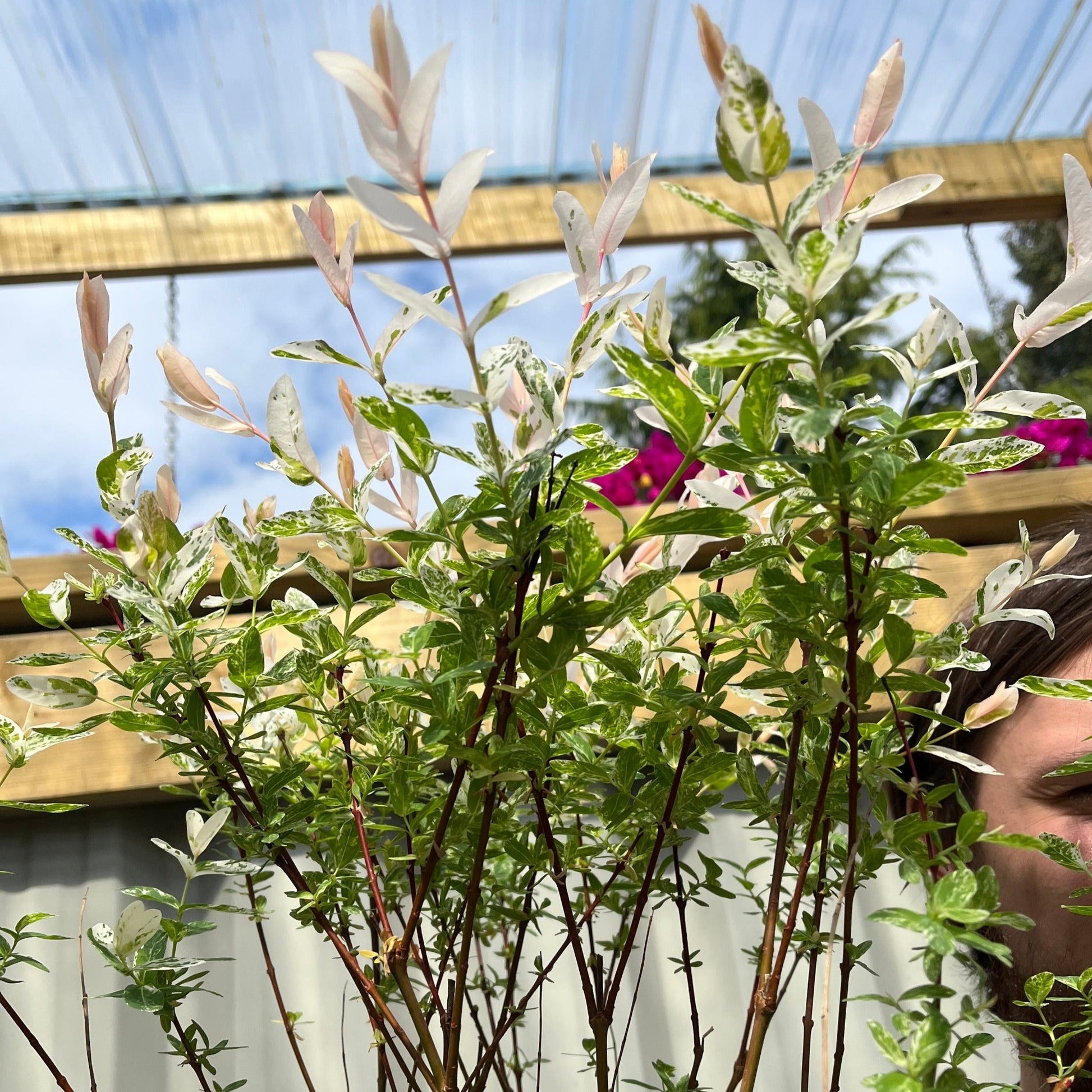 Flamingo Dwarf Willow Tree - Vibrant Pink & Creamy White Variegated Beauty - plants - express.com