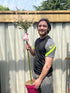 3L (Stem 60-70cm: Head 20cm: Overall Height inc pot 100-110cm)
